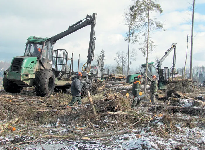 Сразу три форвардера Борисовского опытного лесхоза вывозили черную ольху из ее обычных мест обитания. фото